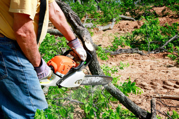 Reliable Tomahawk, WI Tree Service Solutions